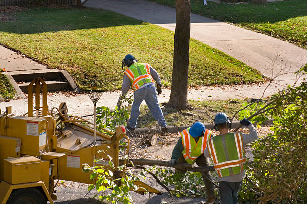 How Our Tree Care Process Works  in  American Fork, UT